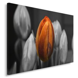 CARO Tablou pe pânză - Orange Tulip 50x40 cm