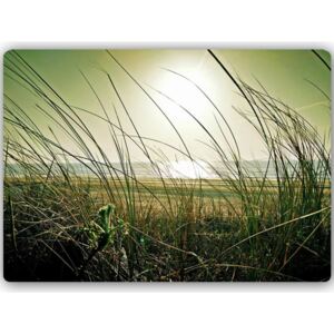 CARO Tablou metalic - Coastal Grass 40x30 cm