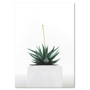 CARO Tablou pe pânză - Young Plant 30x40 cm