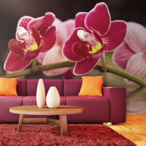 Bimago Fototapet - Beautiful orchid flowers on the water 200x154 cm