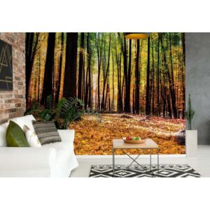 Fototapet - Orange Autumn Forest Vliesová tapeta - 416x254 cm