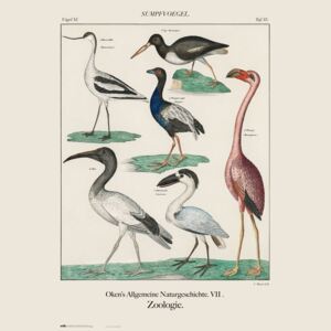 Poster Vintage Birds, (61 x 91.5 cm)