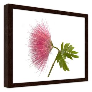 CARO Imagine în cadru - Pink Flower 2 40x30 cm Maro