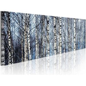 Tablou Bimago - White birches 135x45 cm