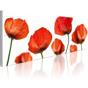 Tablou - Poppies on a white background 120x40 cm