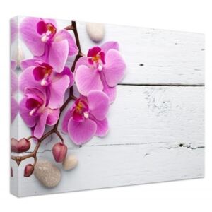 CARO Tablou pe pânză - Pink Orchid And Buds 40x30 cm