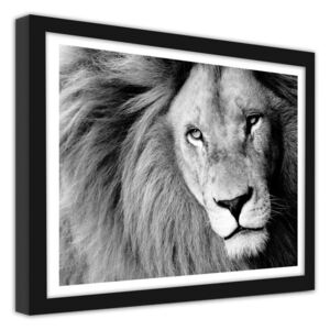 CARO Imagine în cadru - Lion 2 40x30 cm Negru