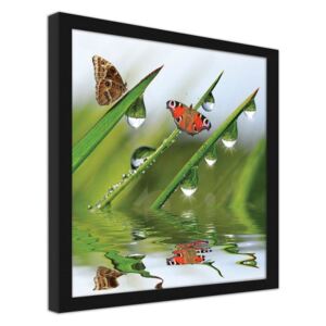 CARO Imagine în cadru - Butterflies On Dewy Grass 90x90 cm Negru