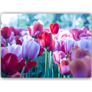 CARO Tablou metalic - Among Tulips 40x30 cm