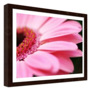 CARO Imagine în cadru - Pink Gerber 50x40 cm Maro