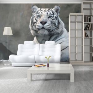 Fototapet Bimago - Bengali tiger in zoo + Adeziv gratuit 200x154 cm