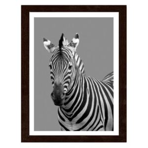 CARO Imagine în cadru - Zebra In Black And White 30x40 cm Maro