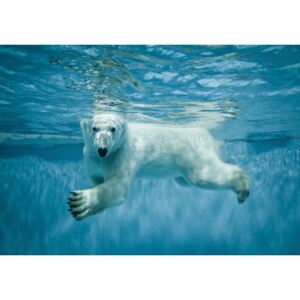 Buvu Fototapet vlies: Polar Bear (1) - 184x254 cm