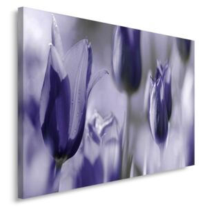 CARO Tablou pe pânză - Purple Tulips 40x30 cm