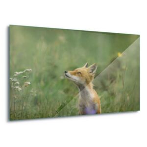 Tablou pe sticlă - Fox Meadow 100x75 cm