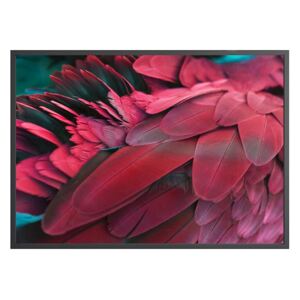 Poster DecoKing Feathers Red, 50 x 40 cm