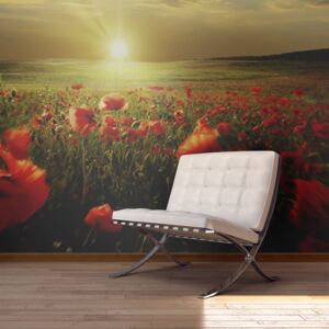 Fototapet - Morning on the poppy meadow 450x270 cm