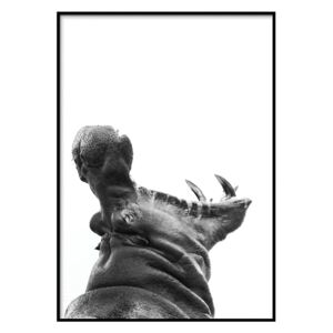 Poster DecoKing Hippopotamus, 50 x 40 cm