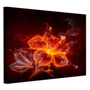 CARO Tablou pe pânză - Flaming Flower 50x40 cm