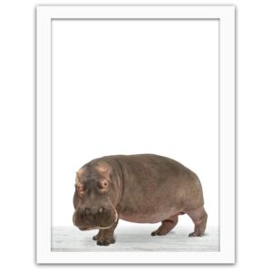 CARO Imagine în cadru - Hippopotamus 40x50 cm
