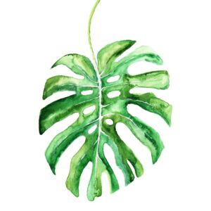 Ilustrare Watercolor monstera leaf, Blursbyai