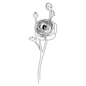 Ilustrare Ranunculus line art, Blursbyai