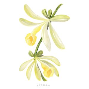Ilustrare Watercolor vanilla orchid illustration, Blursbyai
