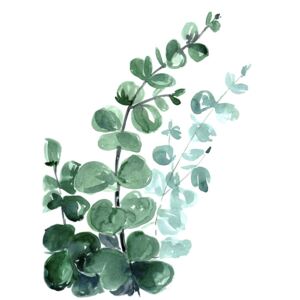 Ilustrare Watercolor eucalyptus bouquet, Blursbyai