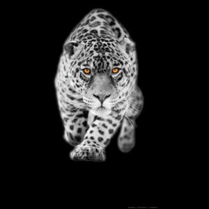 Fototapet FTV 1511 Leopard