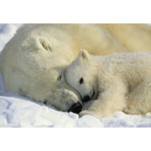 Fototapet 1 605 Ursi Polari
