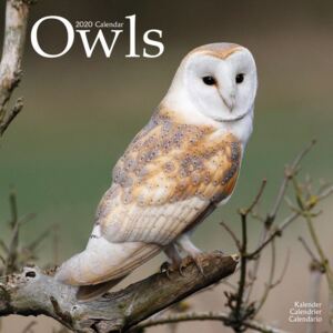 Owls Calendar 2020