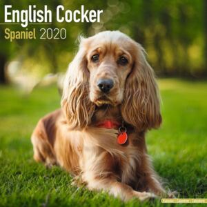 Cocker Spaniel Calendar 2020