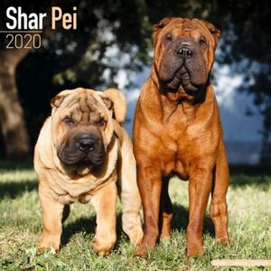 Shar Pei Calendar 2020