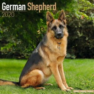 German Shepherd Calendar 2020