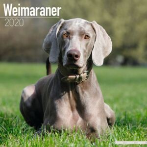 Weimaraner Calendar 2020