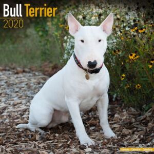 Bull Terrier Calendar 2020