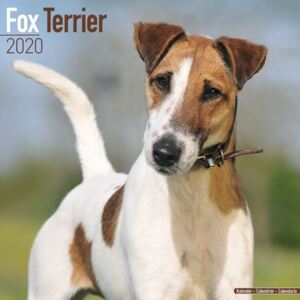 Fox Terrier Calendar 2020