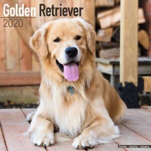 Golden Retriever Calendar 2020