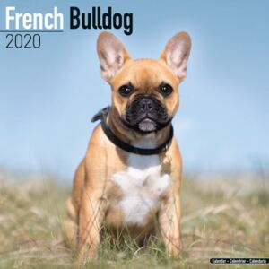 French Bulldog Calendar 2020