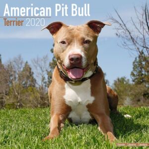 American Pit Bull Terrier Calendar 2020