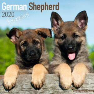 German Shepherd Puppies Calendar 2020