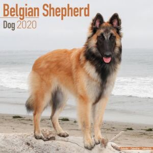 Belgian Shepherd Dog Calendar 2020