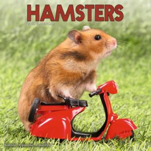 Hamsters Calendar 2020