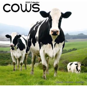 Cows Calendar 2020