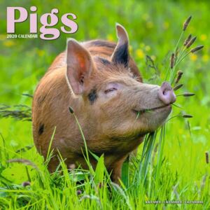Pigs Calendar 2020
