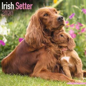 Irish Setter Calendar 2020