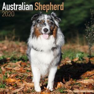 Australian Shepherd Calendar 2020