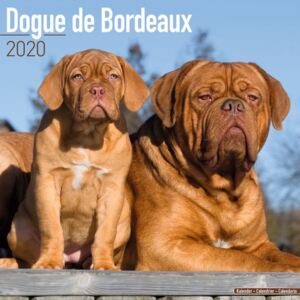 Dogue de Bordeaux Calendar 2020