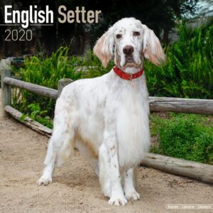 English Setter Calendar 2020