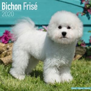 Bichon Frise Calendar 2020